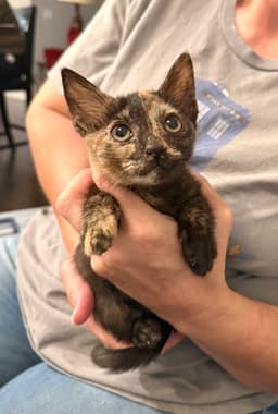 Peg Leg Available For Pre-Adoption image 1
