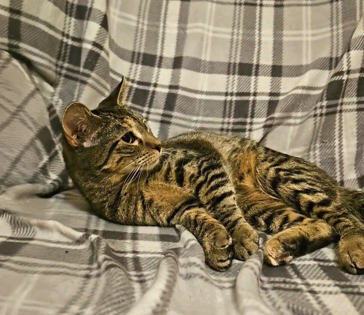 Sabrina - Domestic Short Hair