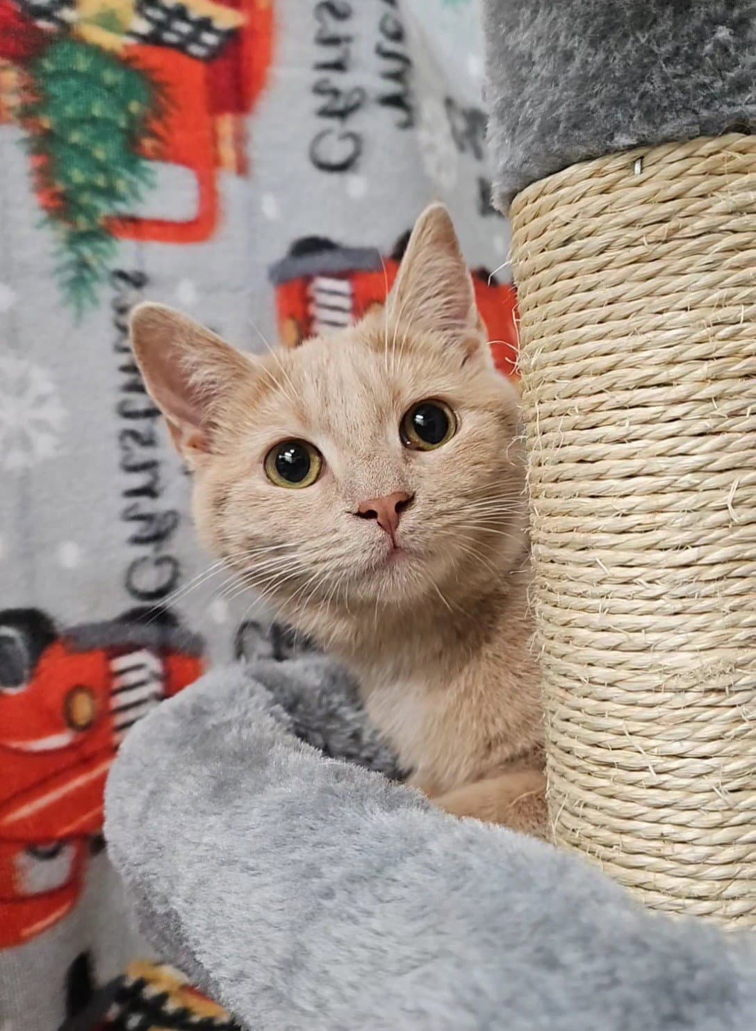 Honey Bunches Of Oats - Domestic Short Hair
