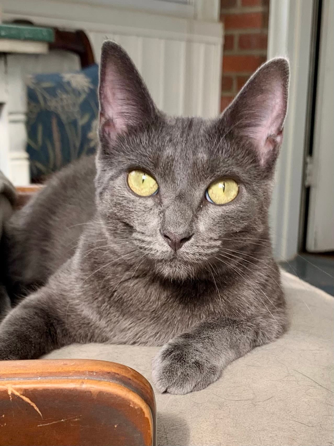 Olive - Domestic Short Hair