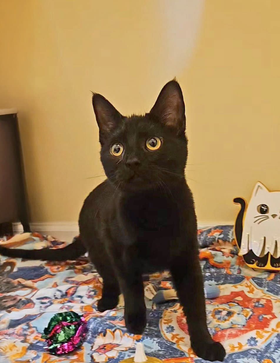 Noir - Domestic Short Hair