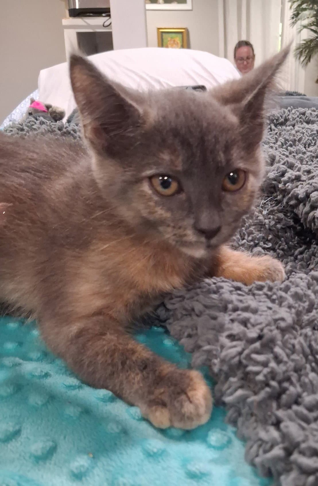 Buttercup - Domestic Short Hair