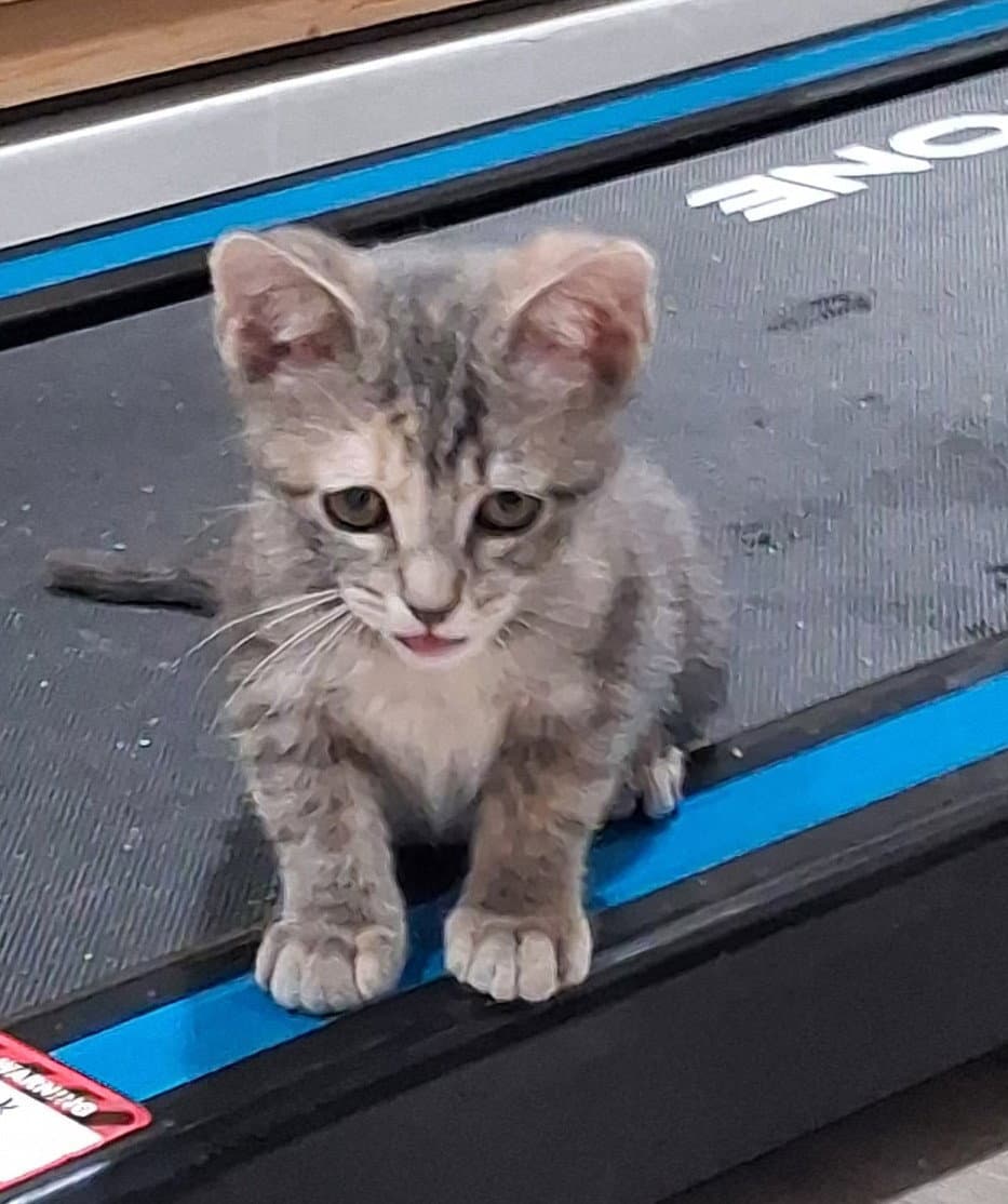Mia - Dilute Calico