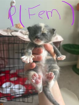 Mittens image 3