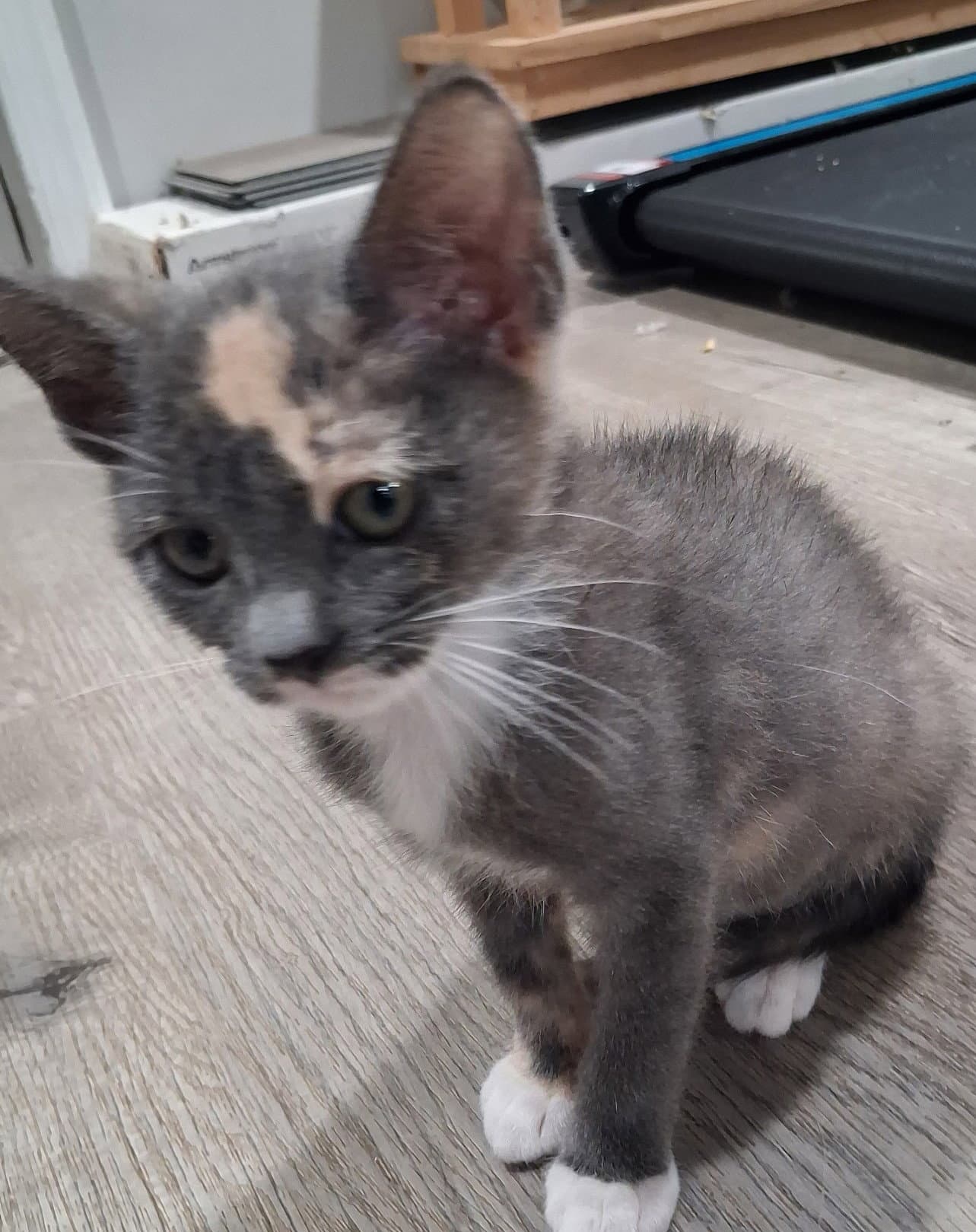 Mittens - Domestic Short Hair