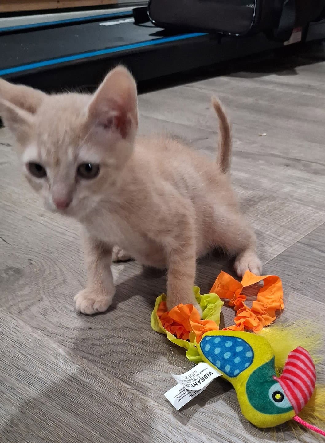 Ginger - Domestic Short Hair