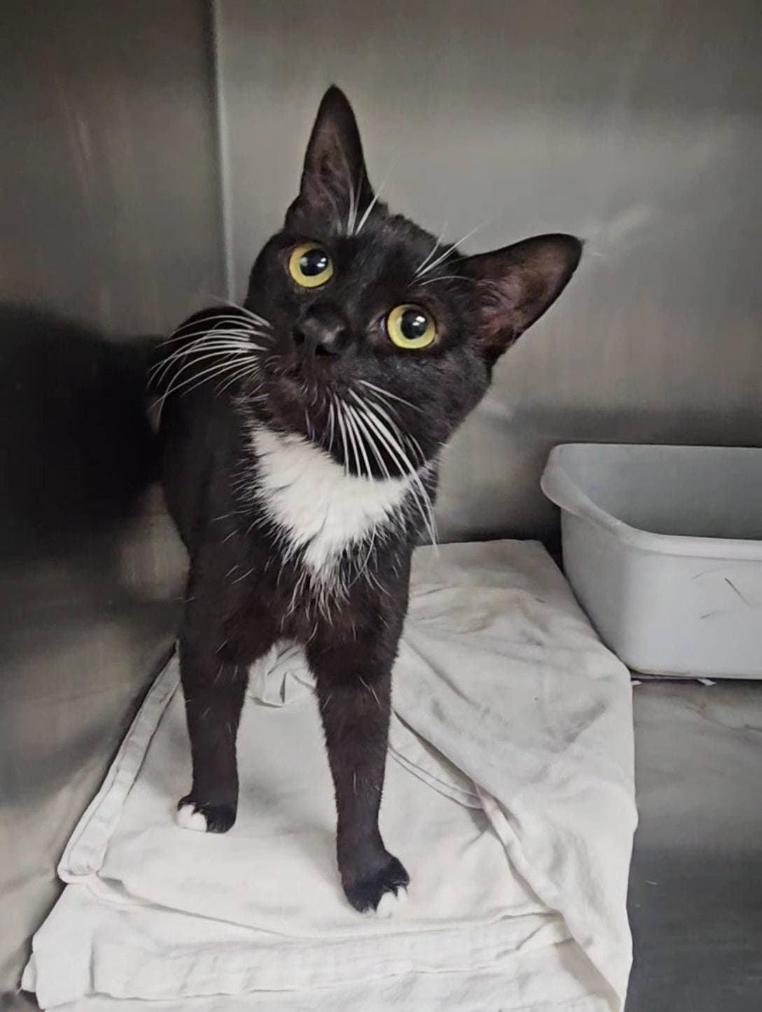 Smoke - Domestic Short Hair
