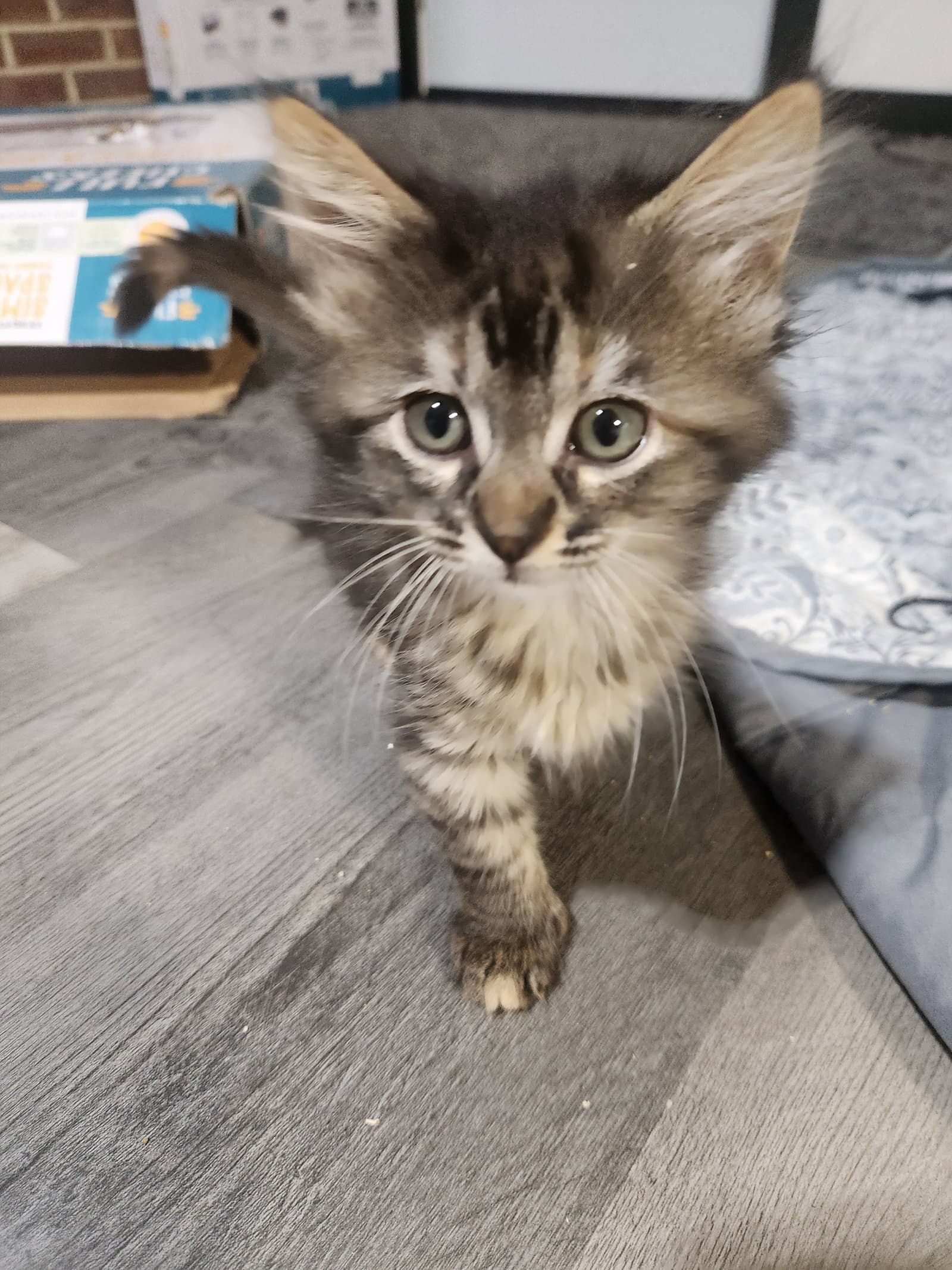 Xena Stormheart - Extra-Toes Cat (Hemingway Polydactyl)