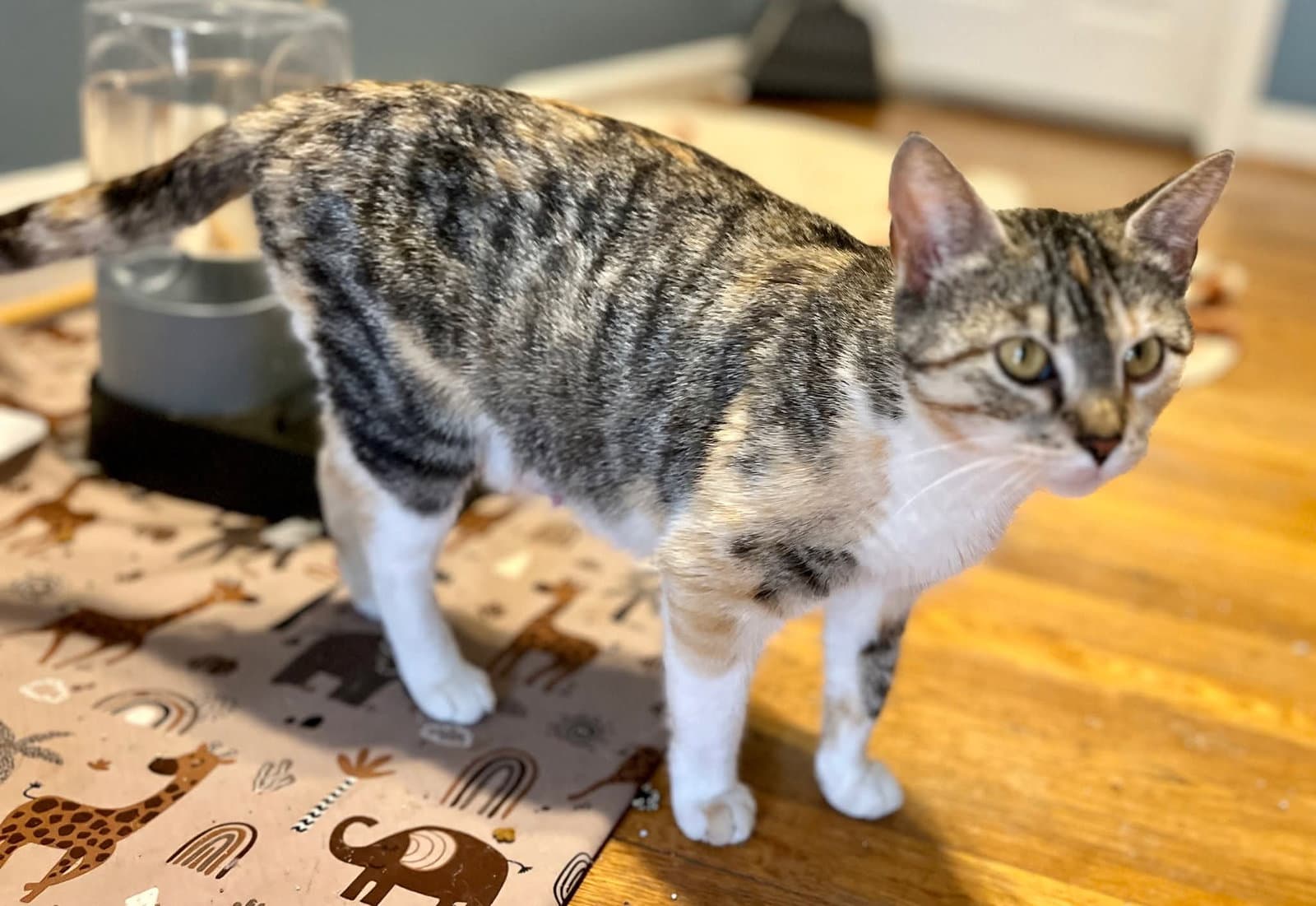 Mama Taco - Domestic Short Hair