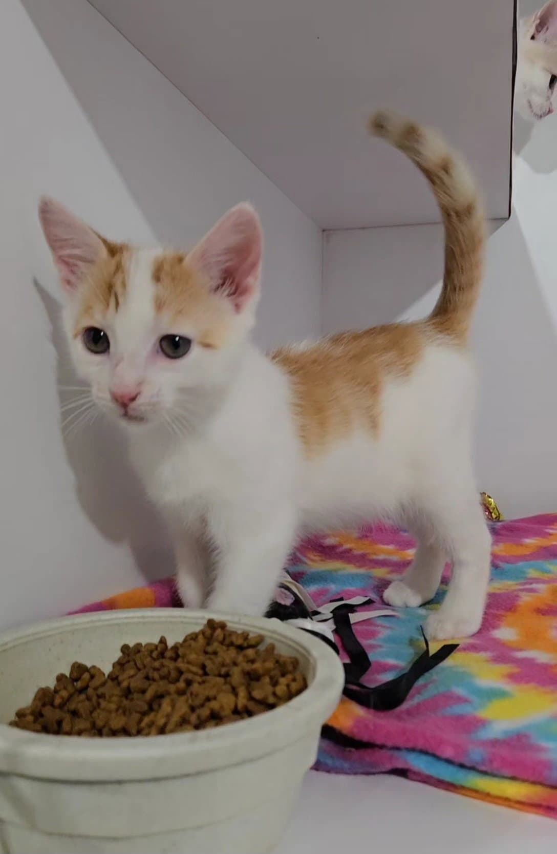 Chip - Domestic Short Hair