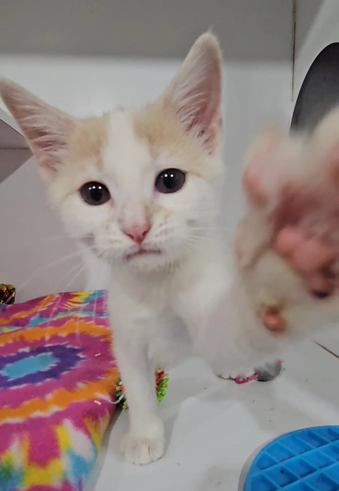 Dip - Domestic Short Hair