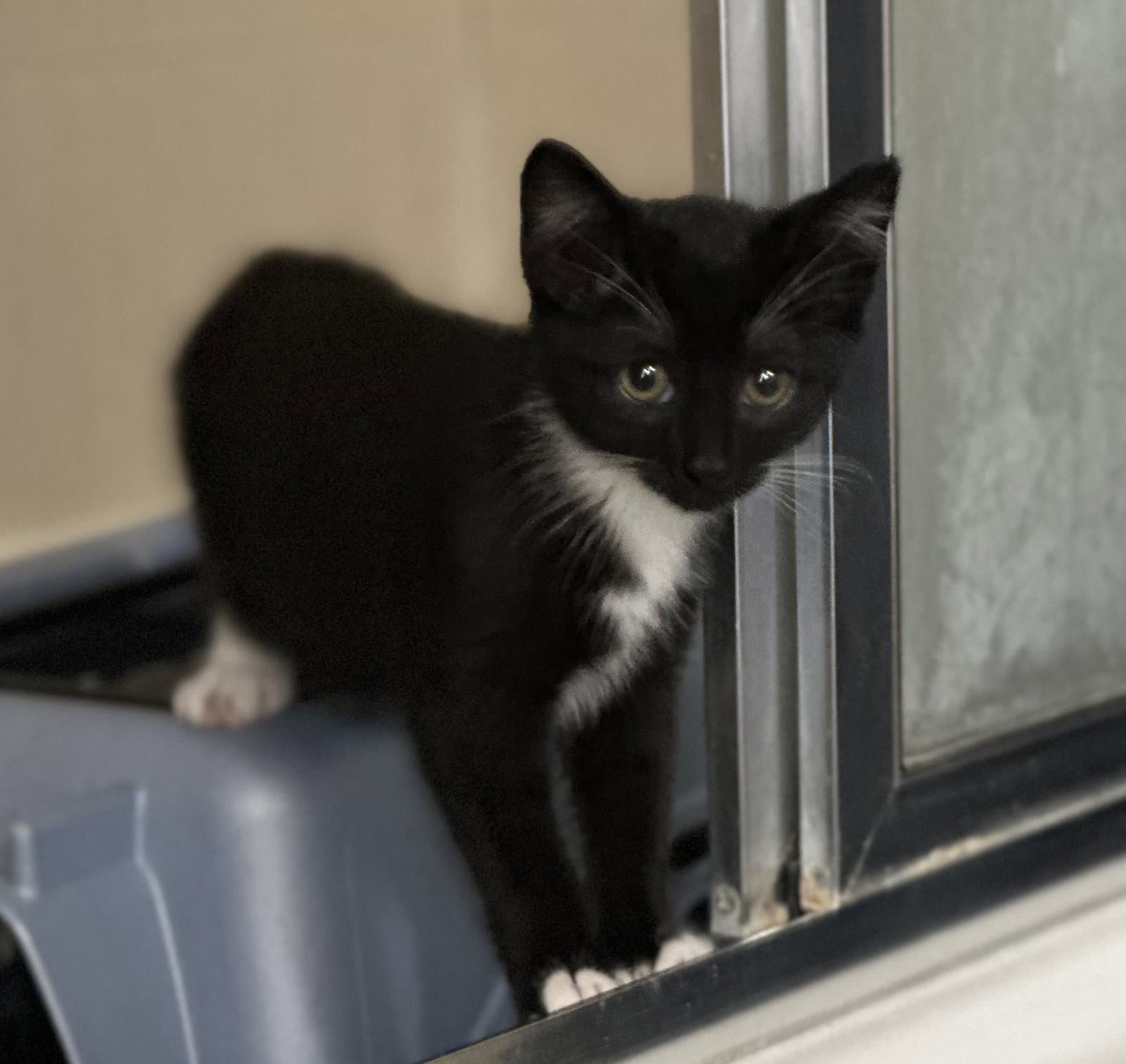 Mary - Domestic Short Hair