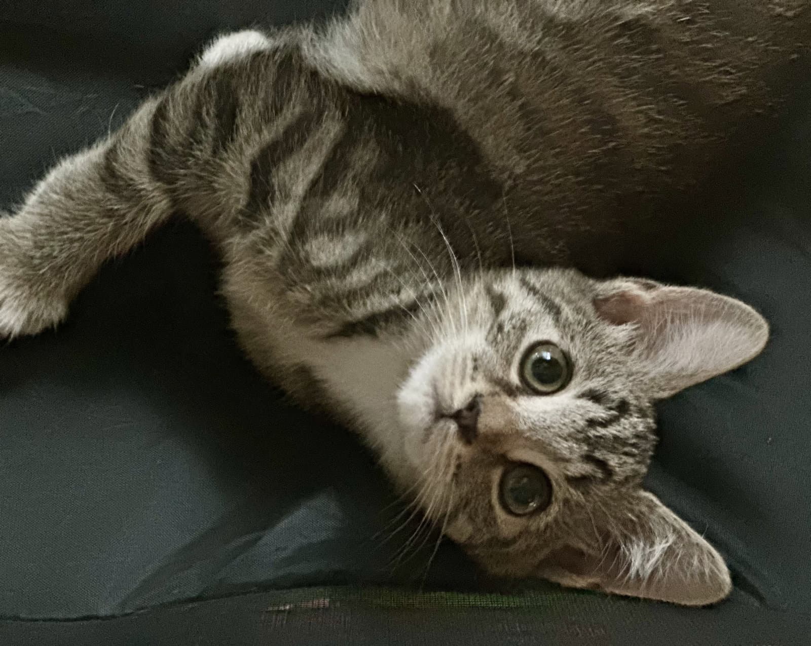 Laura - Domestic Short Hair