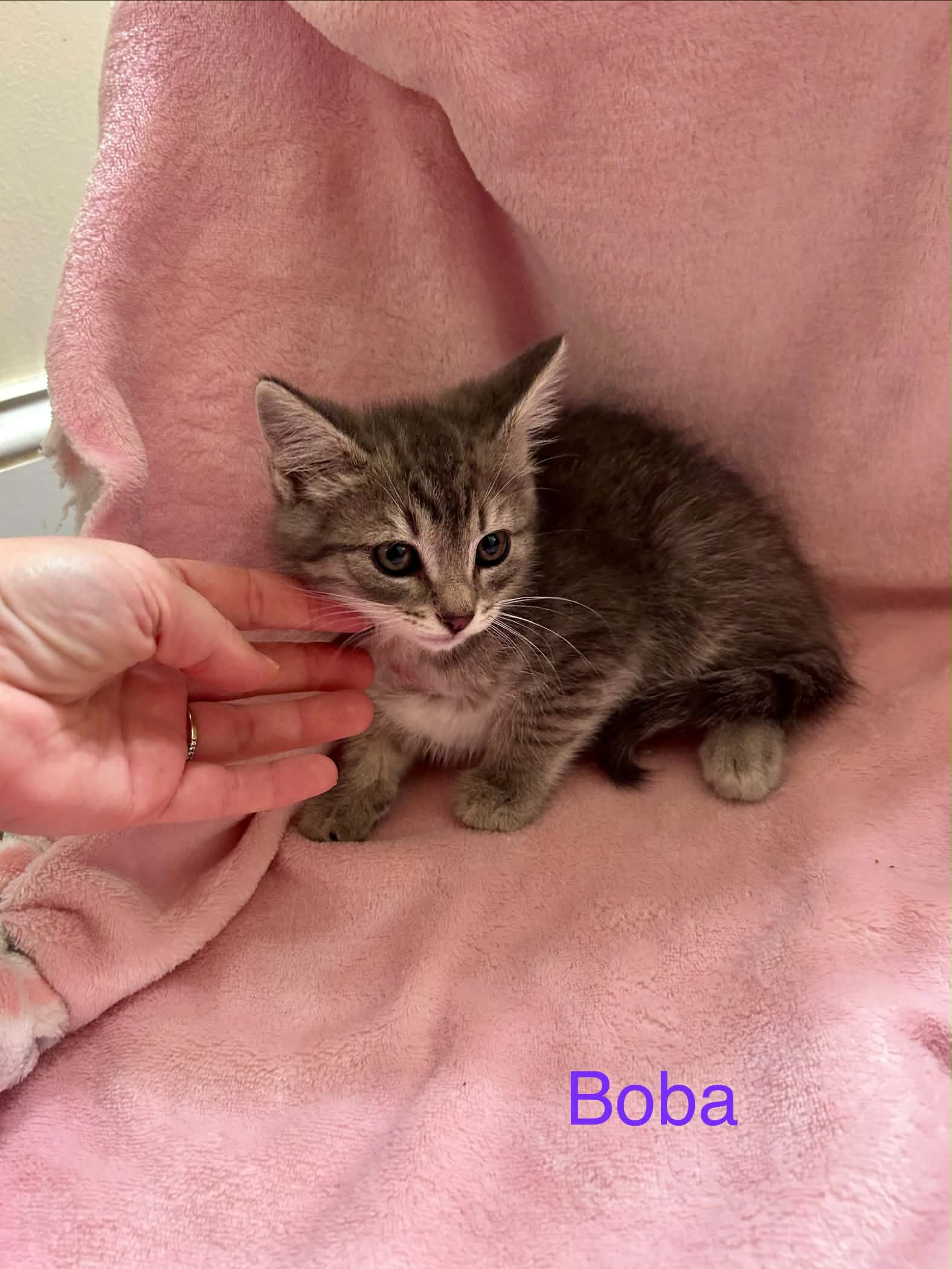 Boba - Domestic Short Hair