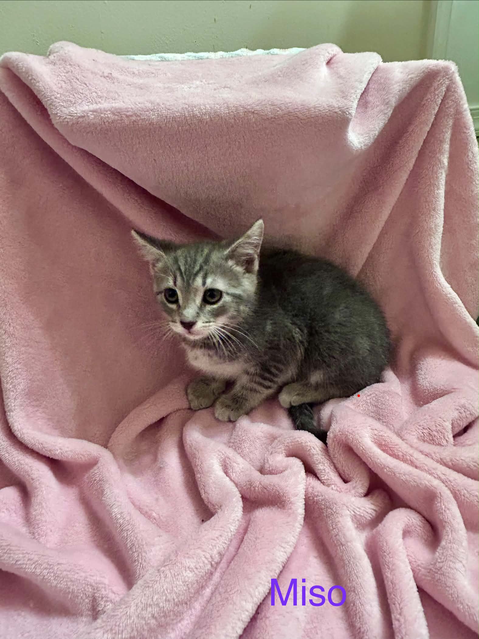 Miso - Domestic Short Hair