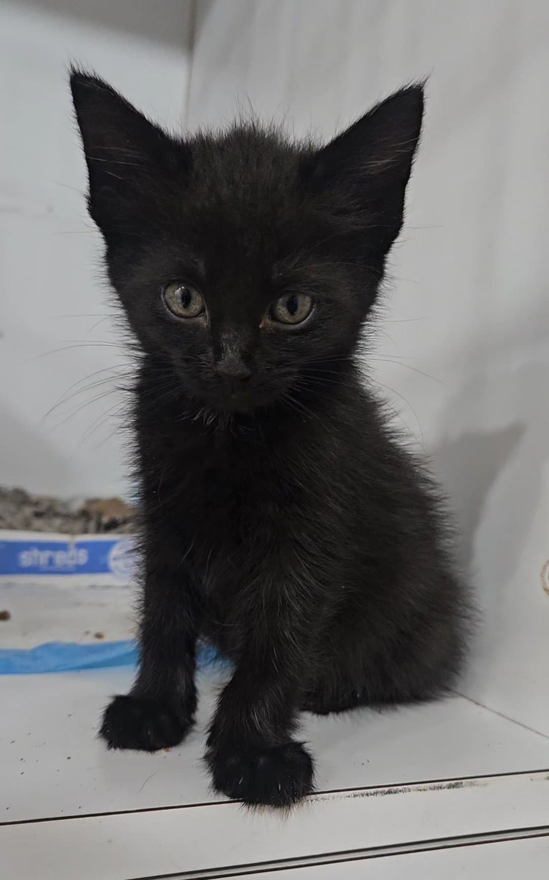 Pixel - Domestic Short Hair