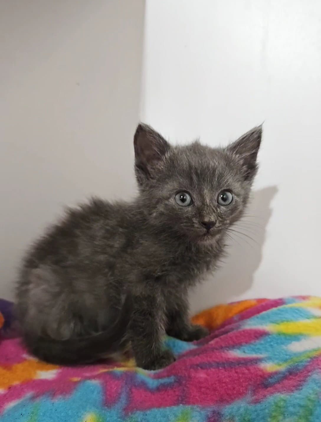 Cache - Domestic Short Hair