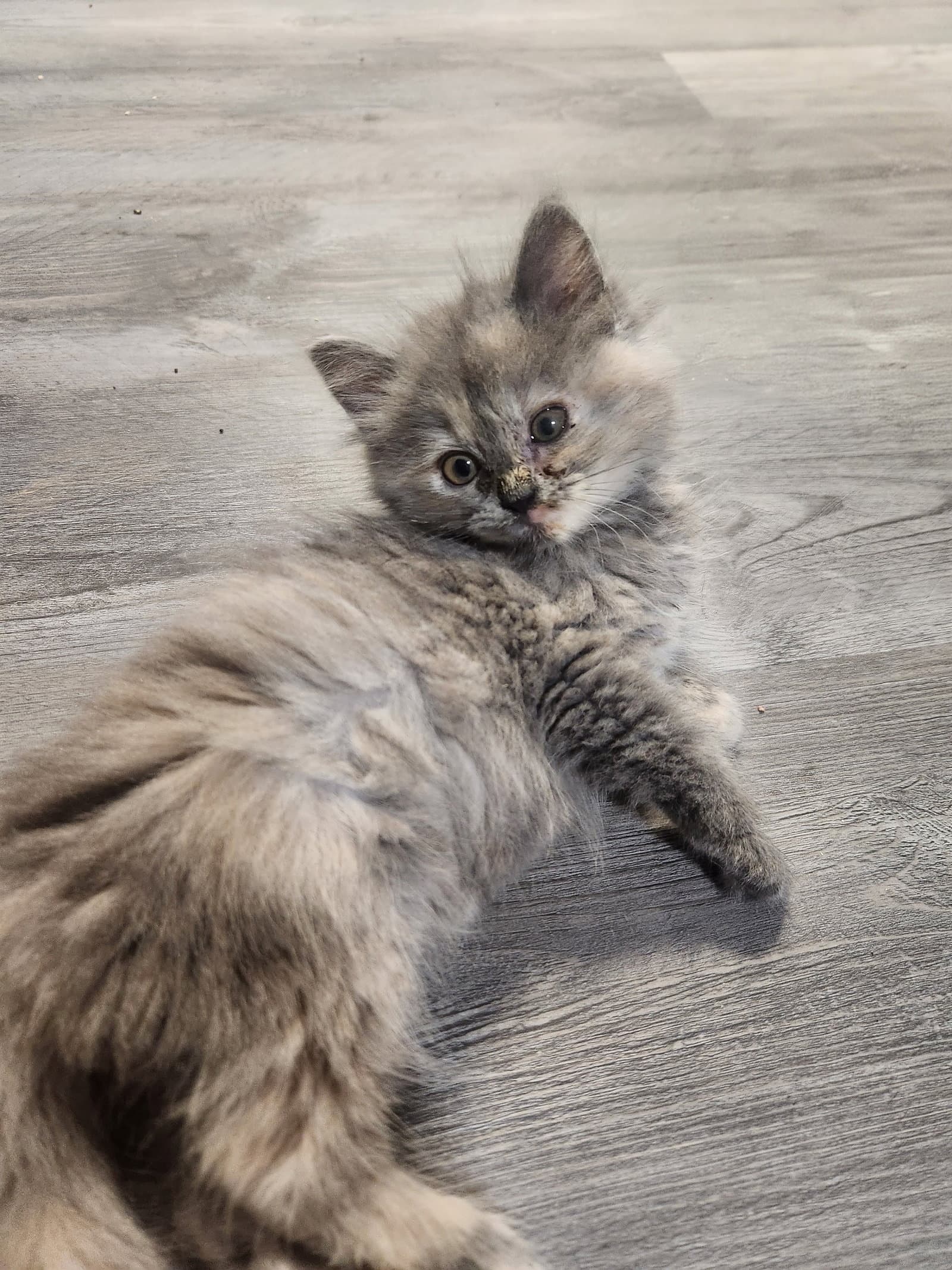 Biscuits - Domestic Long Hair
