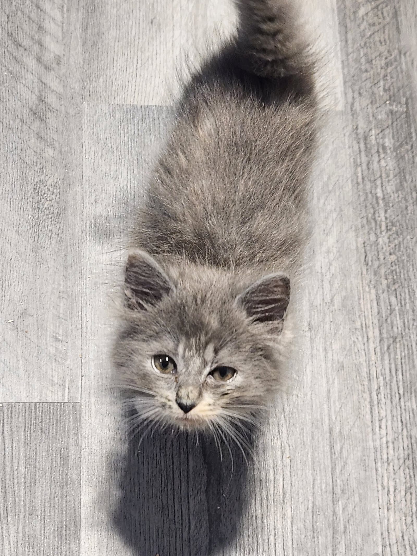 Gravy - Domestic Long Hair