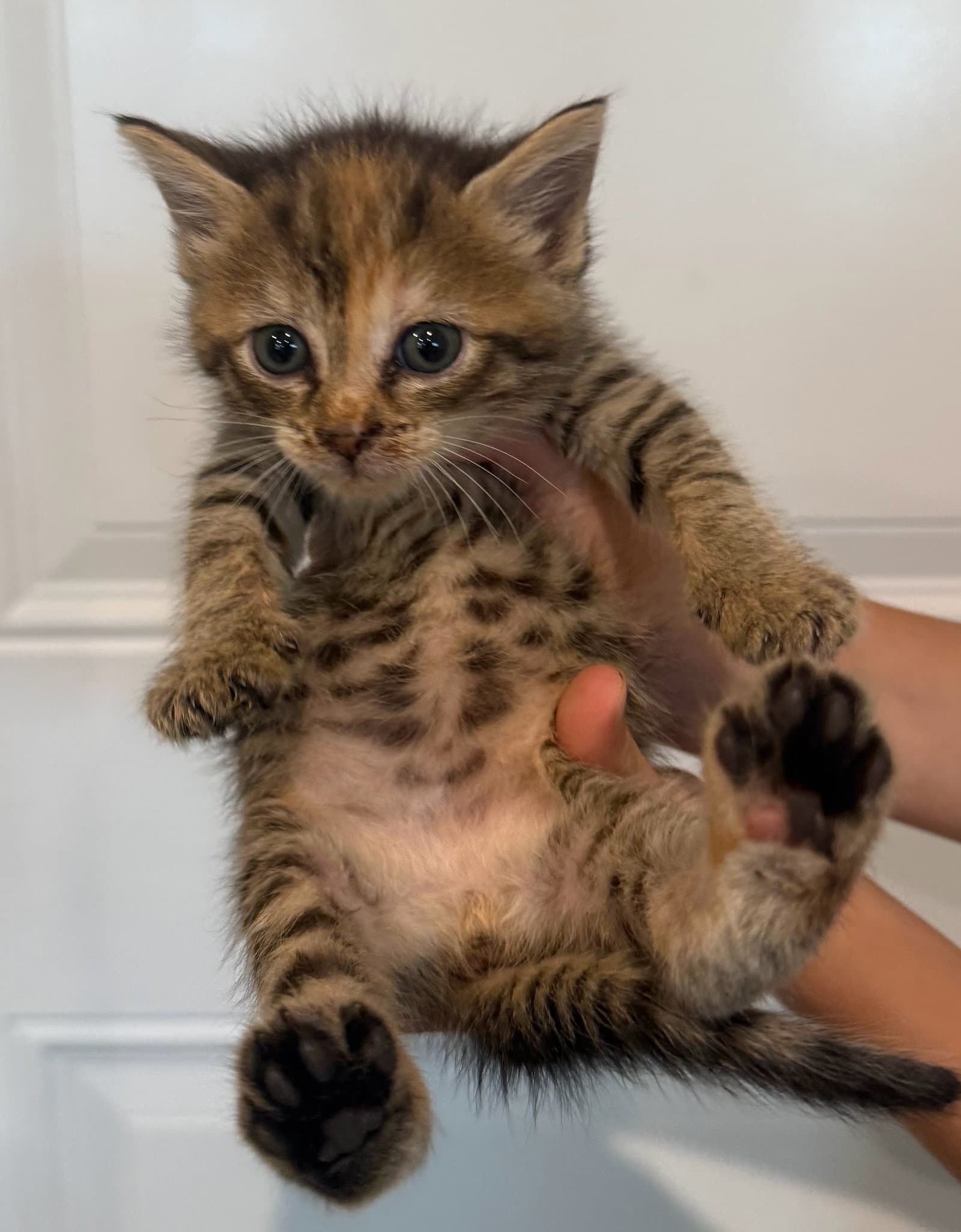 Leia - Domestic Short Hair