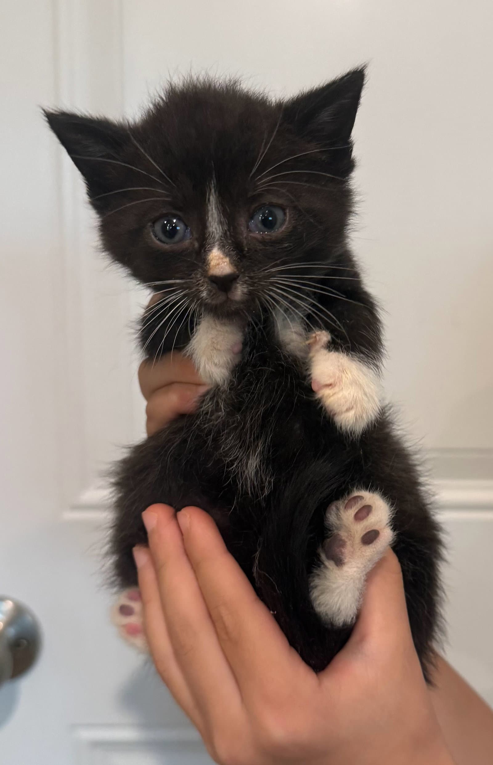 Hans - Domestic Short Hair