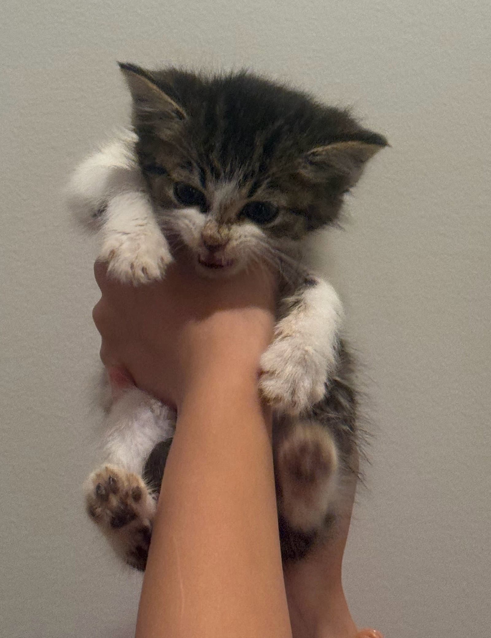 Faith - Domestic Short Hair