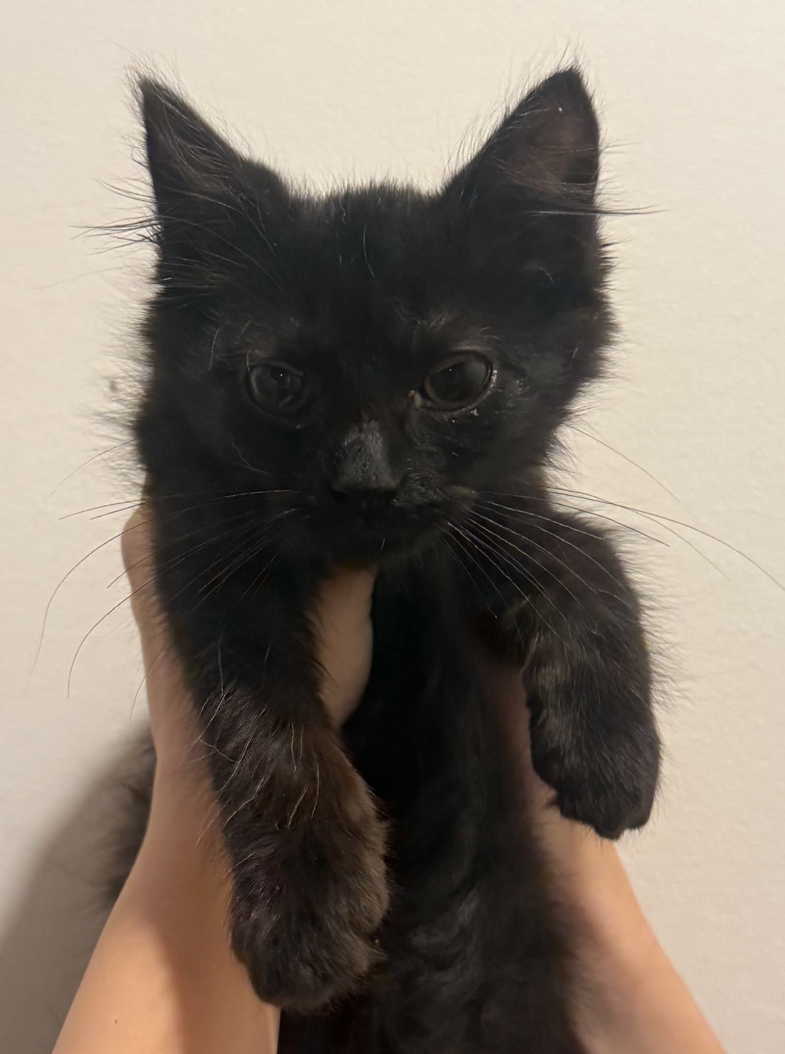 Violet - Domestic Medium Hair