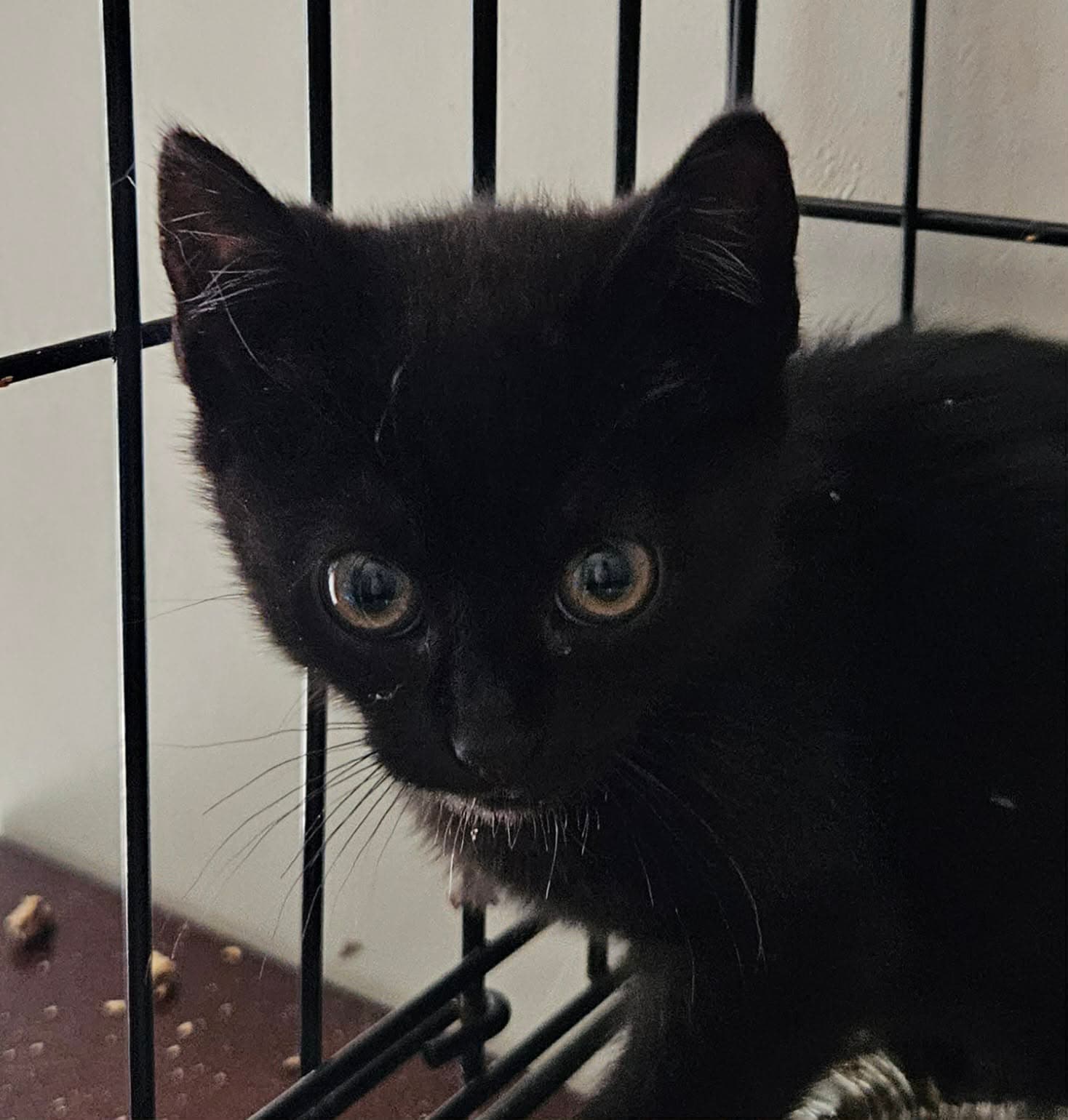 Stinger - Domestic Short Hair