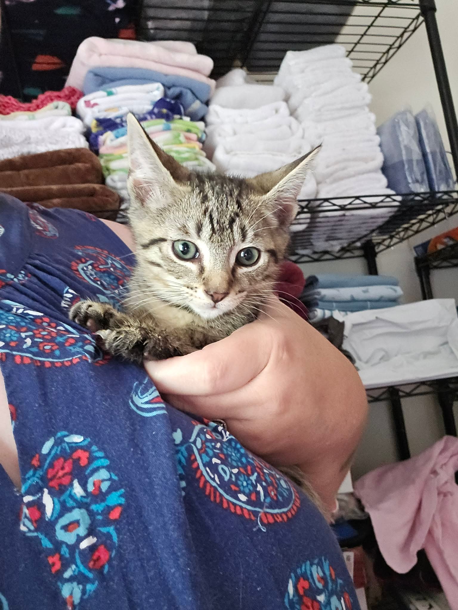 Goose - Domestic Short Hair