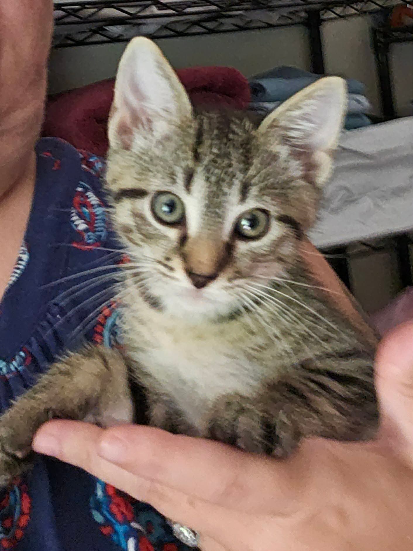 Maverick - Domestic Short Hair