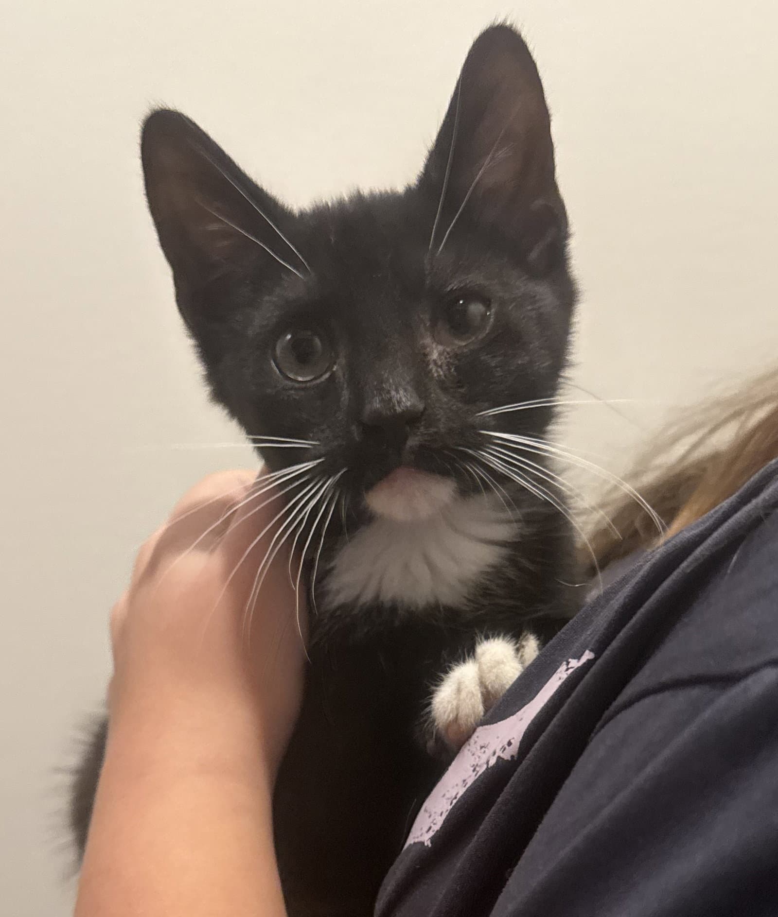 Wonka - Domestic Short Hair