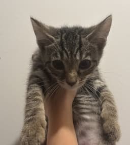 Charlie image 1