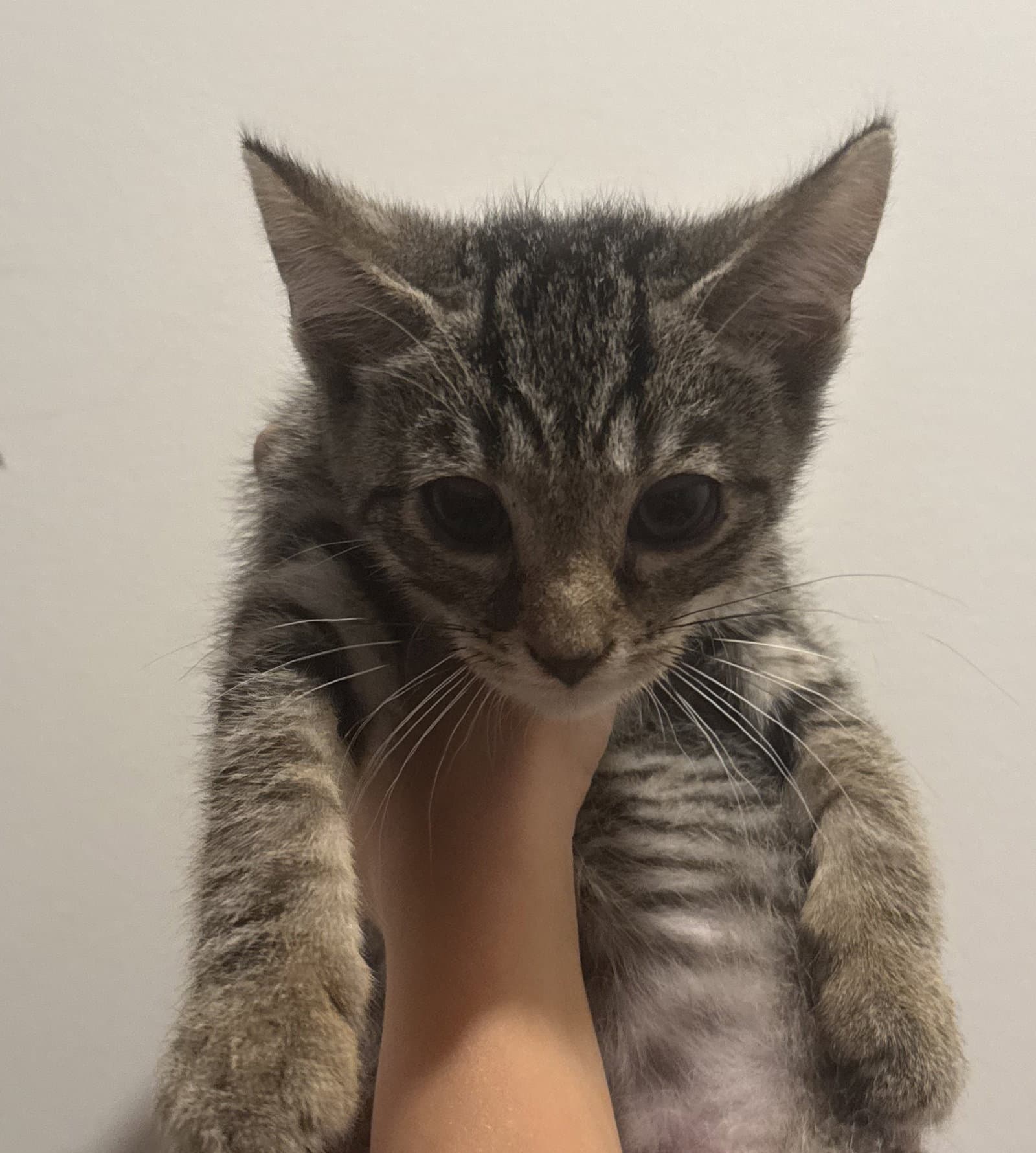 Charlie - Domestic Short Hair