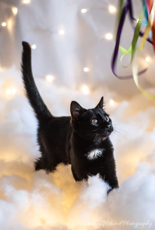 Silvia - Domestic Short Hair