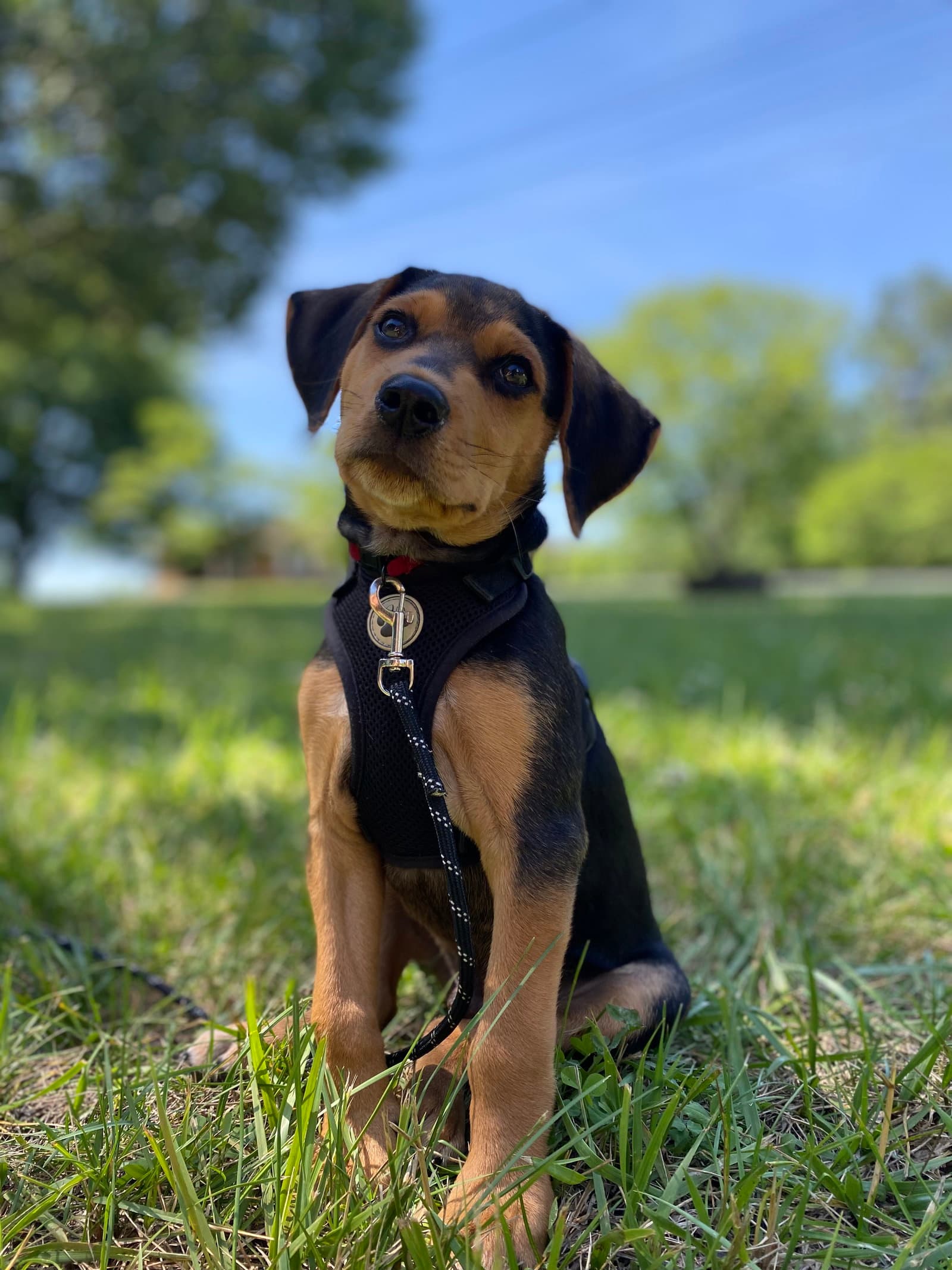 Riley - Black and Tan Coonhound