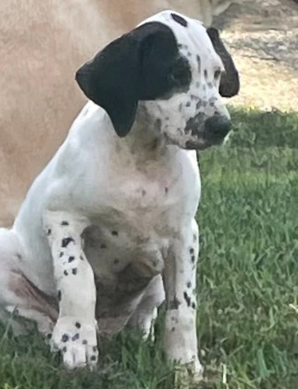 Elvis - Dalmatian