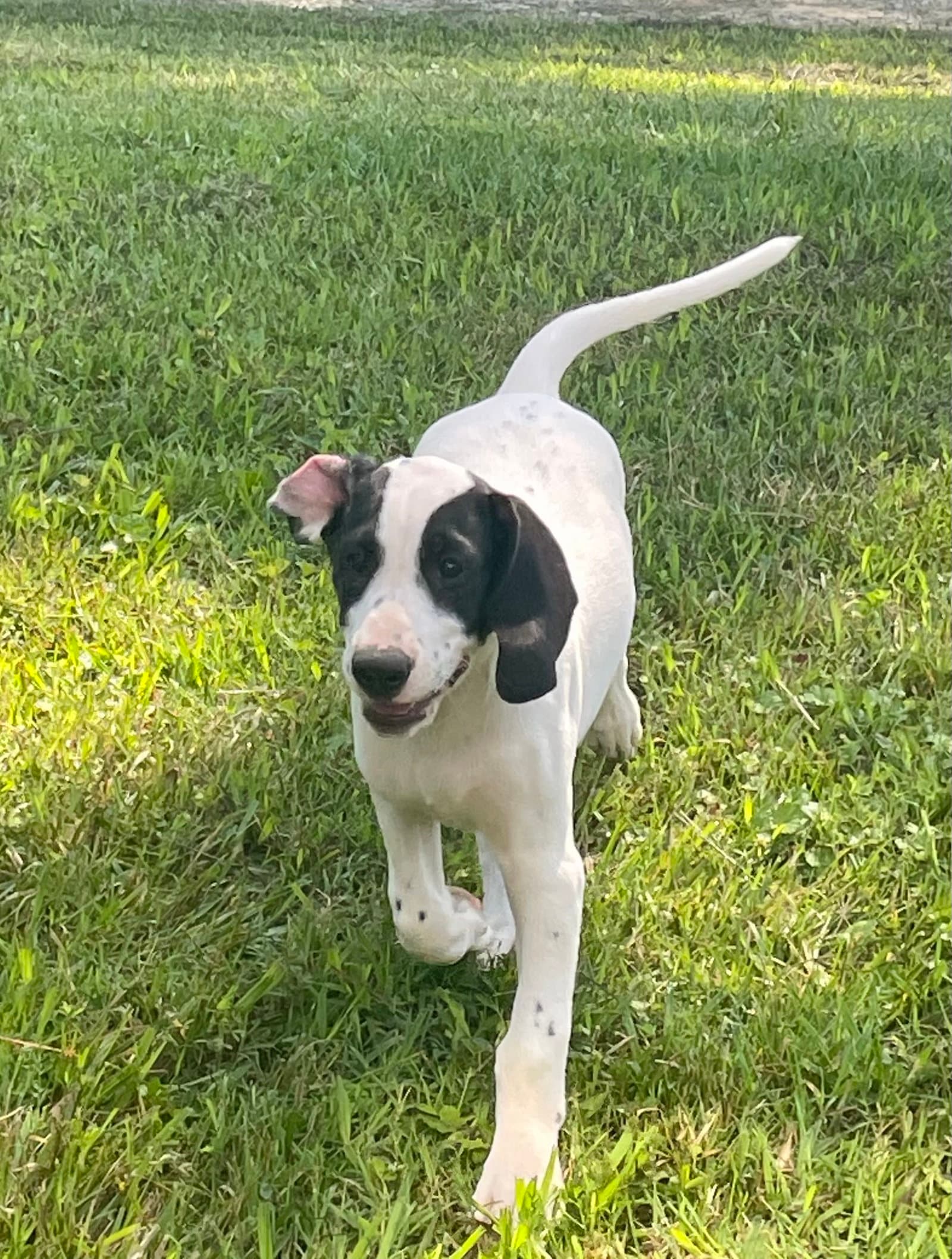 Turbo - Dalmatian