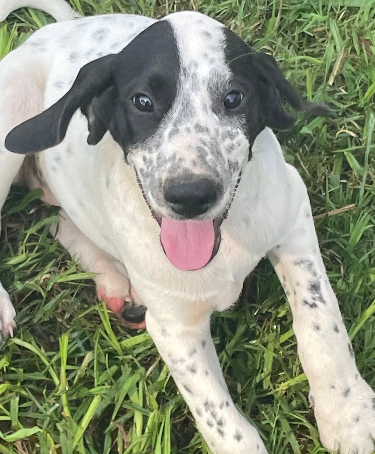 Chaos - Dalmatian