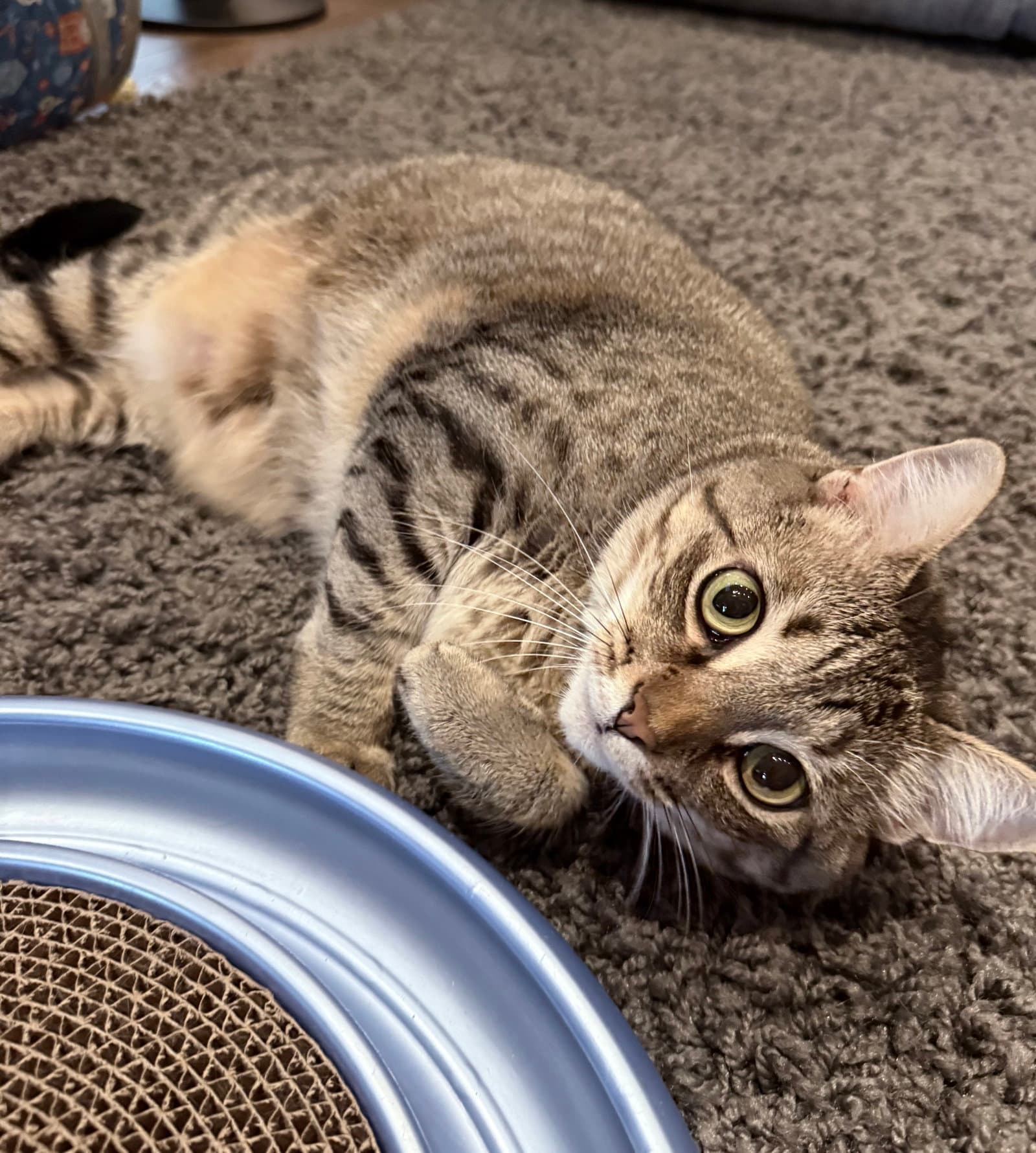 Lucy - Domestic Short Hair