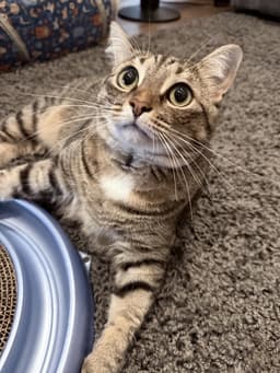 Lucy image 2