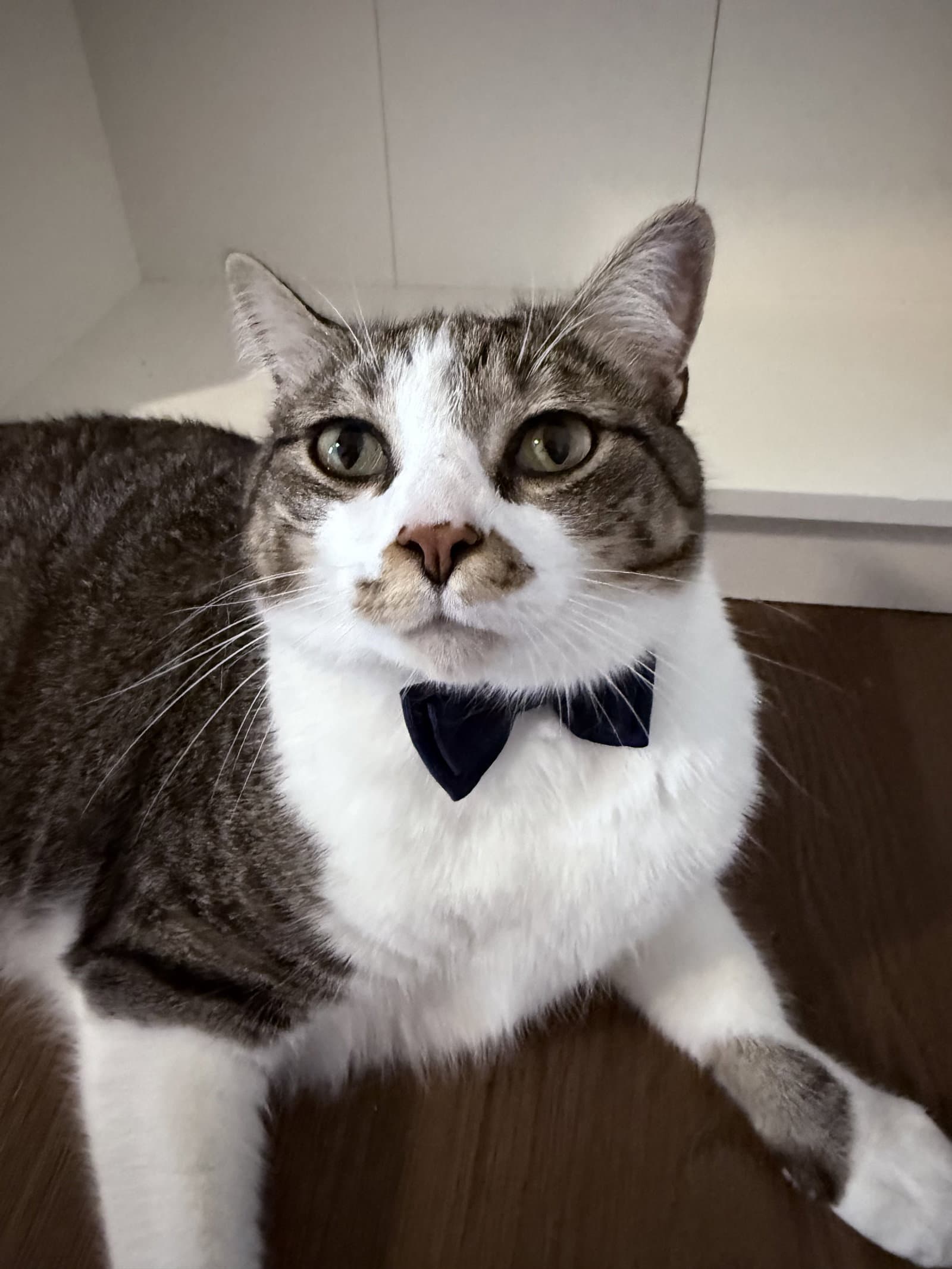 Max - Domestic Short Hair