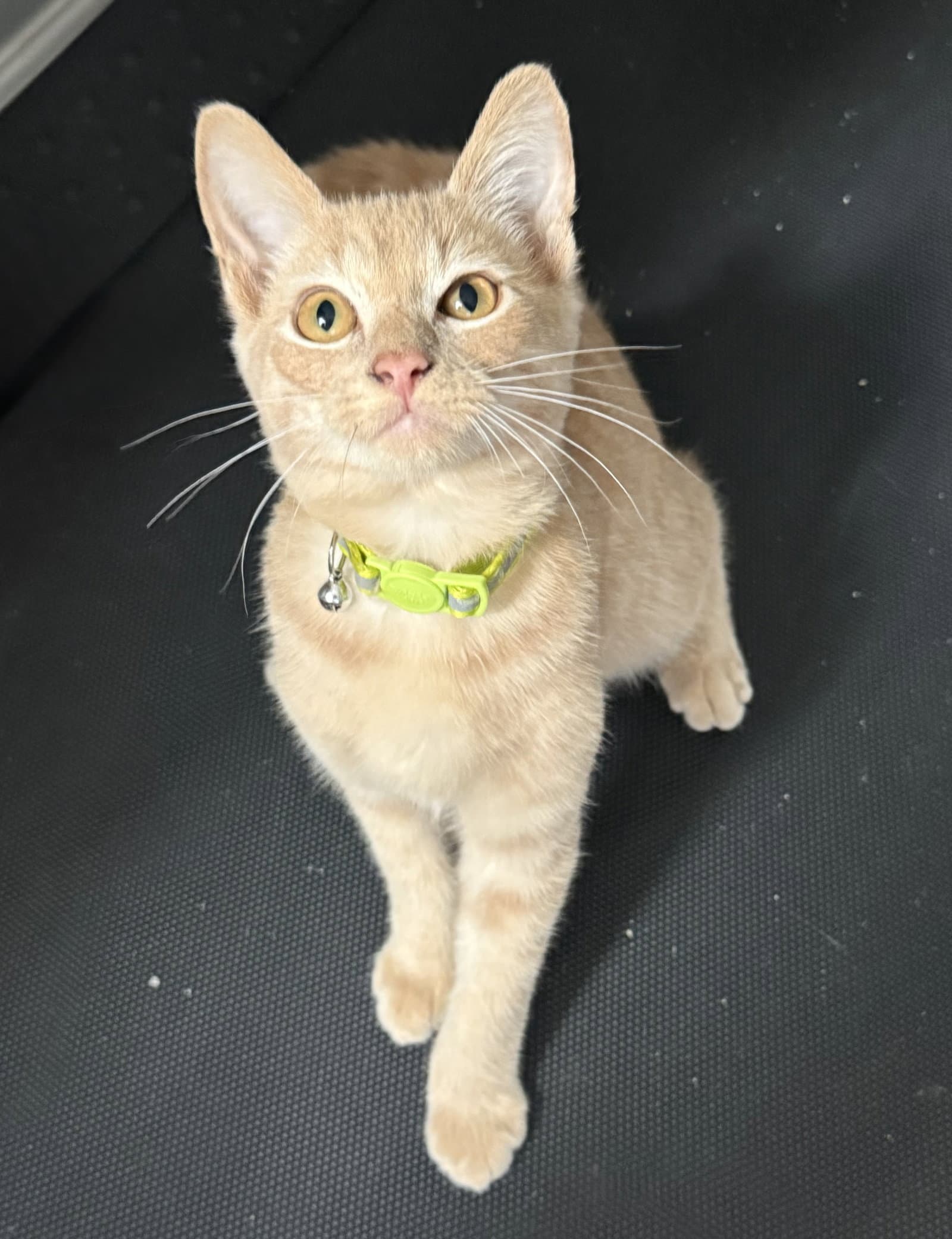 Groot - Domestic Short Hair