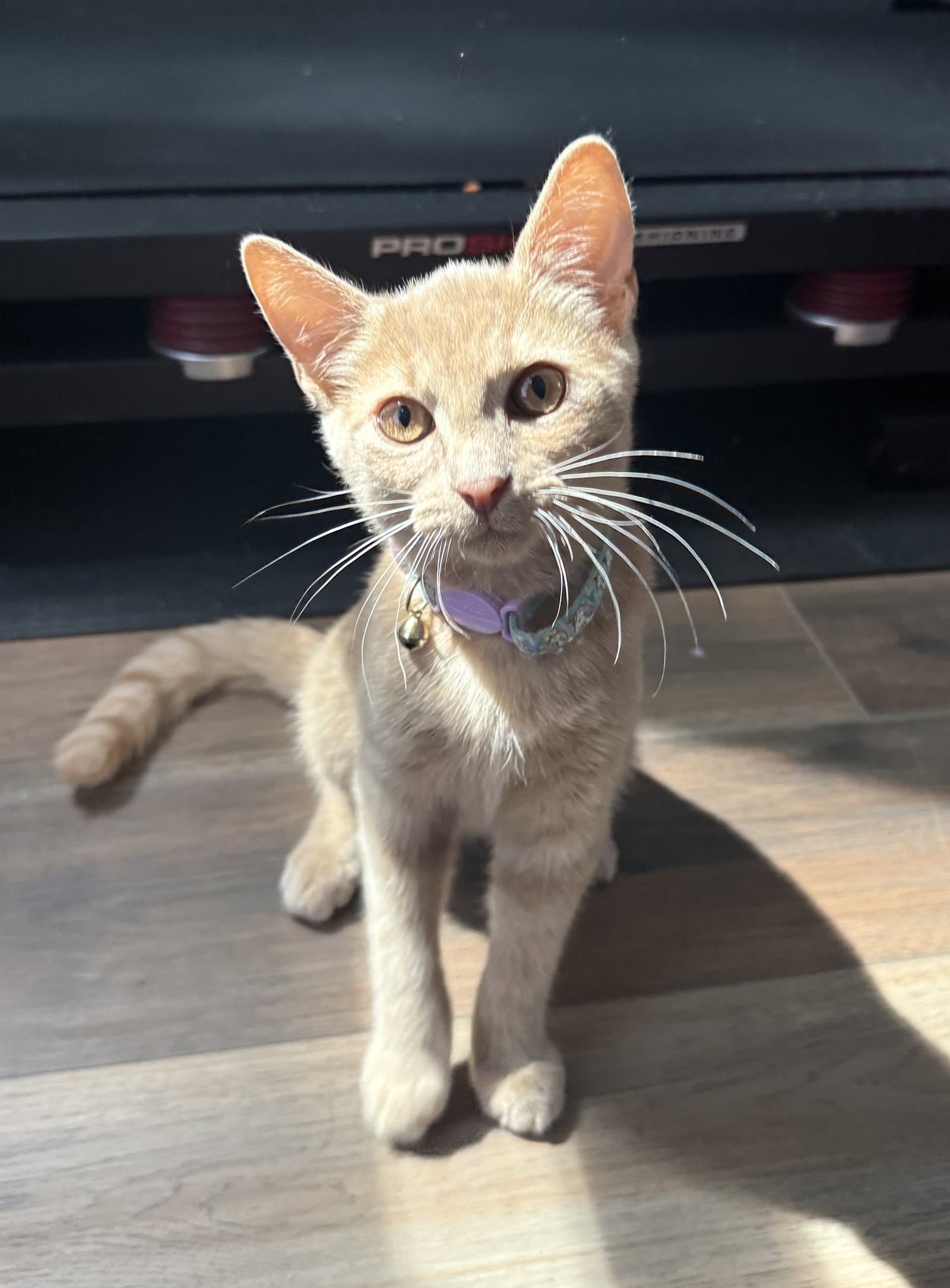 Rocket - Domestic Short Hair