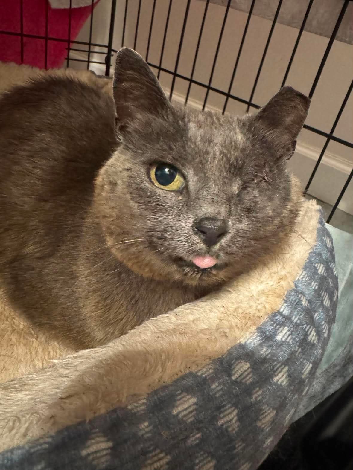 Gray Mama - Courtesy Post - Domestic Short Hair