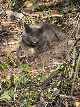 Gray Mama - Courtesy Post image 4