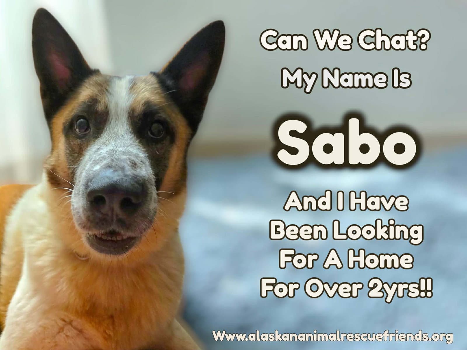 Sabo - German Shepherd Dog