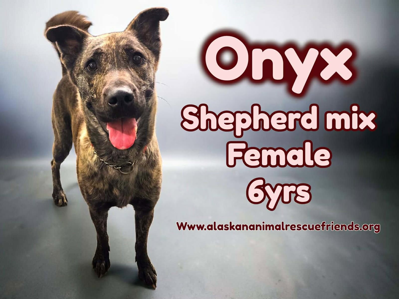 Onyx - Belgian Shepherd Malinois