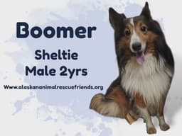 Boomer image 2