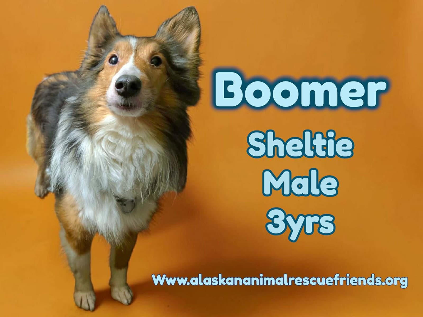 Boomer - Shetland Sheepdog Sheltie
