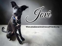 Jovi image 1